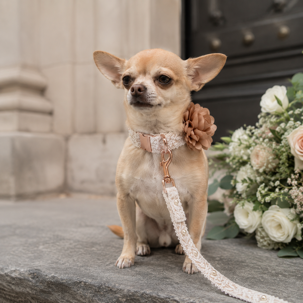 Wedding Edition Hundehalsband mit Leine
