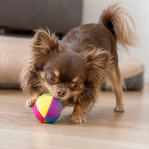 Chihuahuas